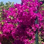 Buganvillea Cottage: Un Nido A 200 Mt. Dal Mare