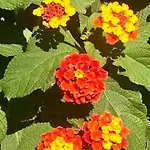 度假居 Buganvillea Cottage: Un Nido A 200 Mt. Dal Mare 波多博罗