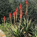 Buganvillea Cottage: Un Nido A 200 Mt. Dal Mare 度假居