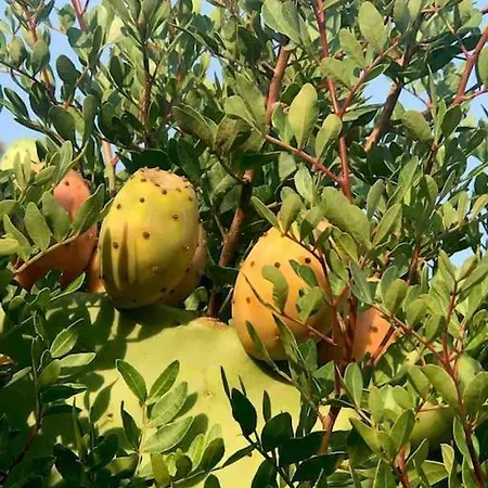 Buganvillea Cottage: Un Nido A 200 Mt. Dal Mare