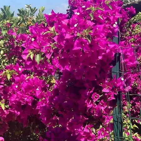 Buganvillea Cottage: Un Nido A 200 Mt. Dal Mare