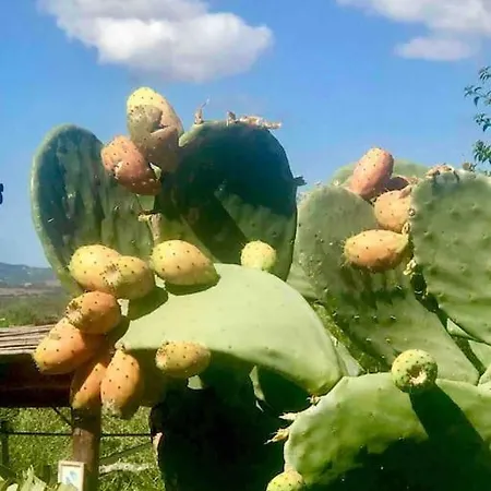 Buganvillea Cottage: Un Nido A 200 Mt. Dal Mare Hébergement de vacances
