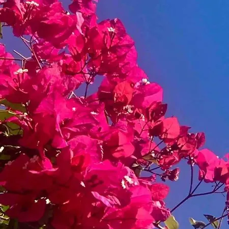 Buganvillea Cottage: Un Nido A 200 Mt. Dal Mare *