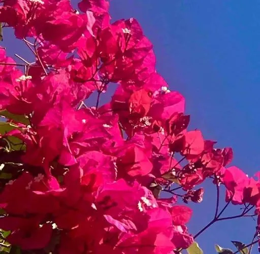 Buganvillea Cottage: Un Nido A 200 Mt. Dal Mare *