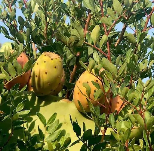 Buganvillea Cottage: Un Nido A 200 Mt. Dal Mare